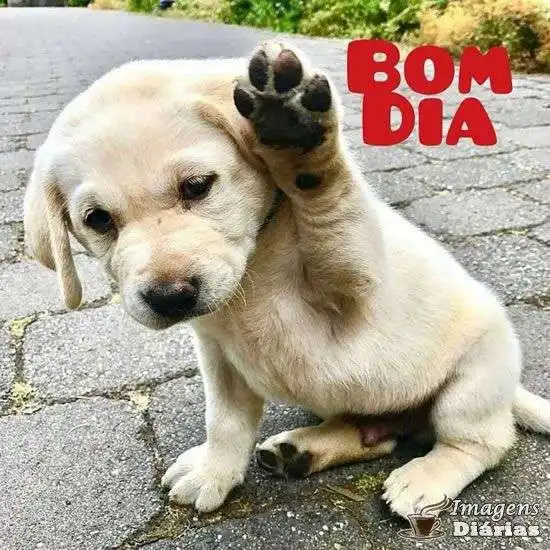 Bom dia