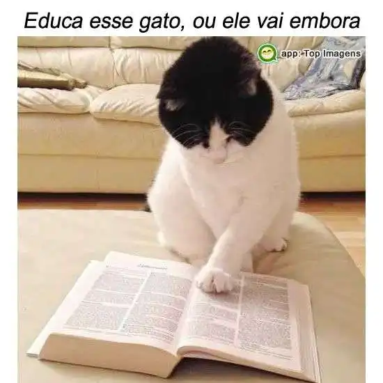 Educando o gato