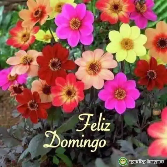 Feliz domingo