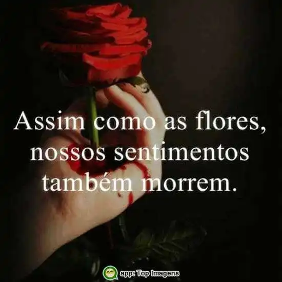 Flores e sentimentos