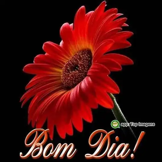 Bom dia