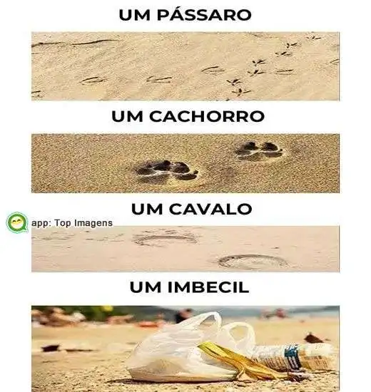 Animais na praia