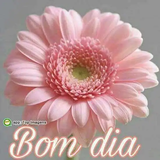 Bom dia