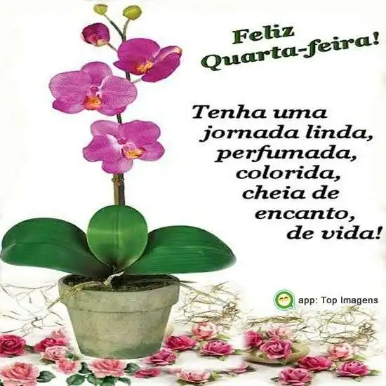 Feliz quarta-feira