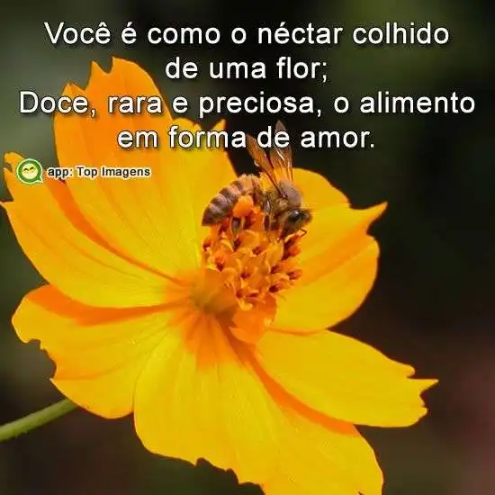 Você é como o néctar