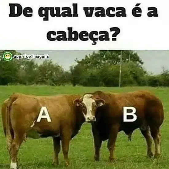 Qual vaca?