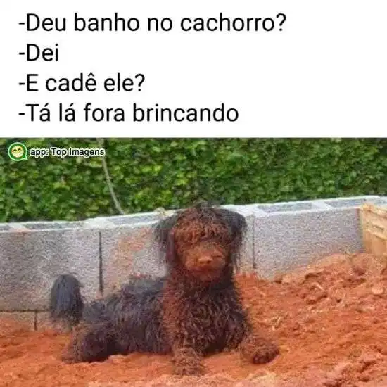 Banho no cachorro