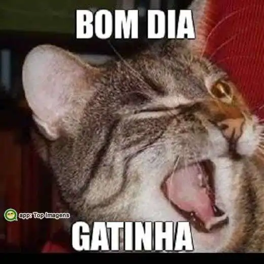 Bom dia gatinha