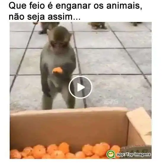 Enganar os animais