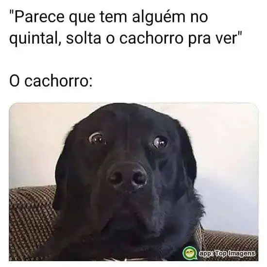 Solta o cachorro