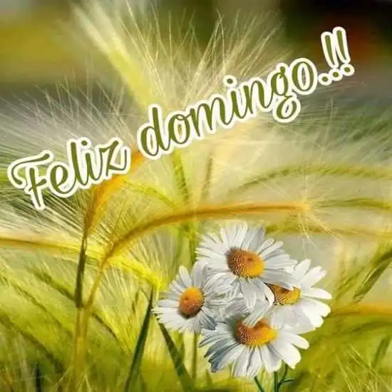 feliz-domingo-183803ipA6eoJml.webp