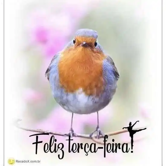 Feliz terça-feira