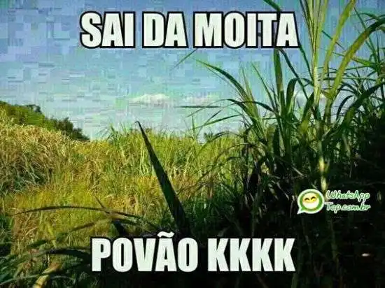 Sai da moita povão