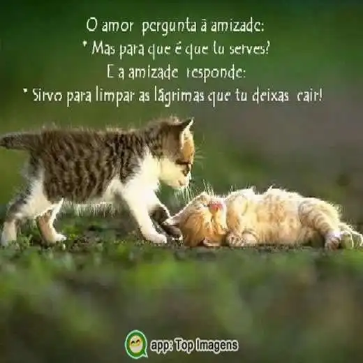 Amor e amizade