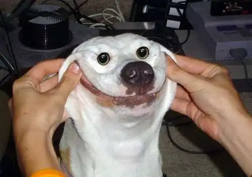 Cão sorrindo