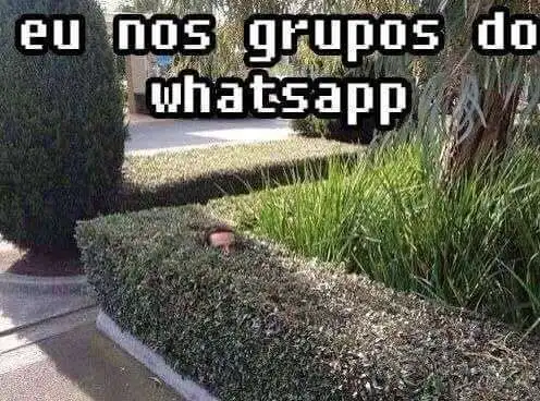 Eu nos grupos do whatsapp